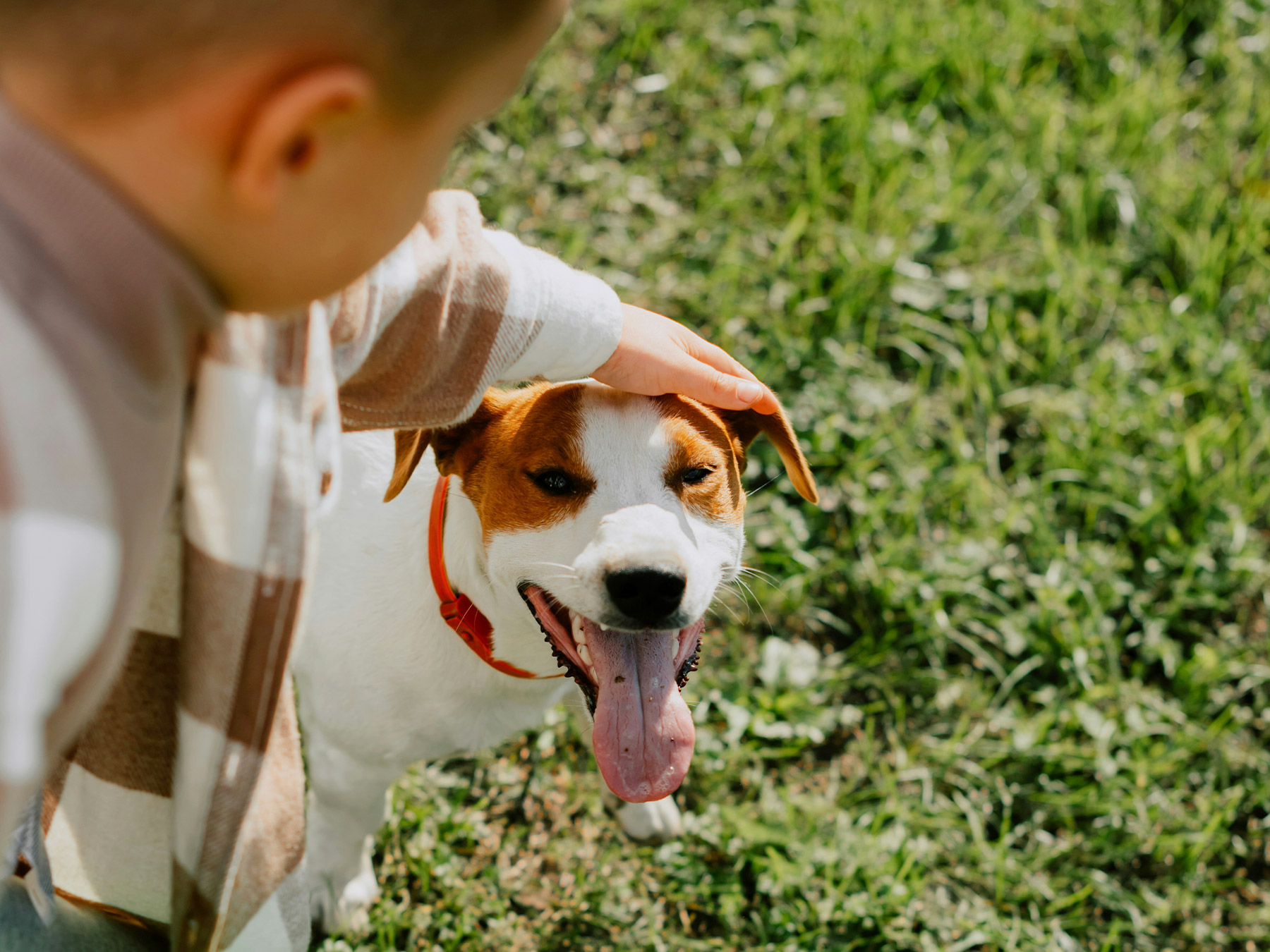 a child petting a jack russell